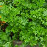 Aromatiques - Persil Gigante d'Italia (Géant d'Italie) - BIO - face recto